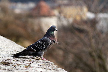 Image showing Gray pigeon
