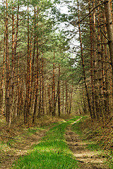 Image showing Big forest