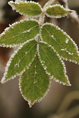 Image showing Frosted plants