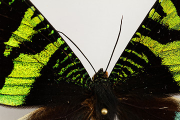 Image showing Butterfly