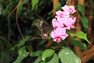 Image showing Butterfly