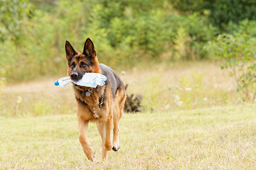 Image showing German shepherd dog