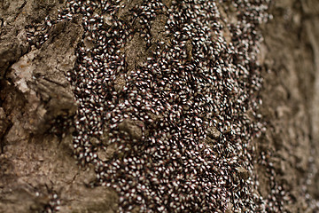 Image showing Bugs on the trunk