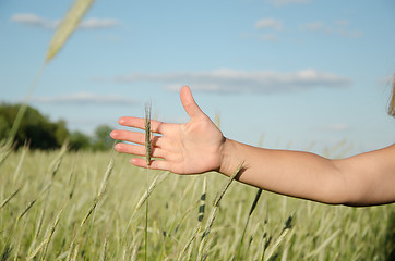 Image showing green rye along the soft female hand  