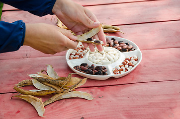 Image showing close female hands shell husk decorative bean pods 