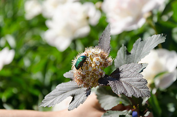 Image showing bronze beetle cetonia aurata sits on white flower  