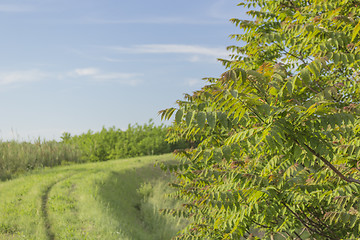 Image showing Walking road in the countryside 