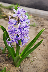 Image showing Purple hyacinth in the spring flowerbed