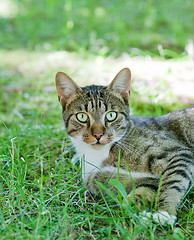 Image showing Cat