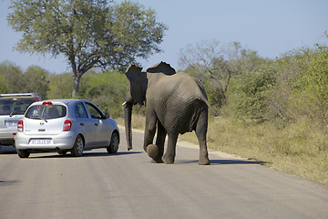 Image showing Elephant chasing a car