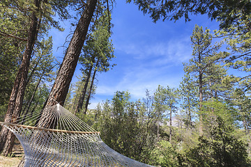 Image showing Peaceful Hammock Hanging Among the Pine Trees