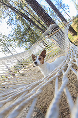 Image showing Relaxed jack Russell Terrier Relaxing in a Hammock