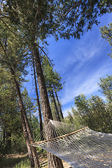 Image showing Peaceful Hammock Hanging Among the Pine Trees