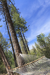 Image showing Peaceful Hammock Hanging Among the Pine Trees