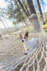 Image showing Relaxed jack Russell Terrier Relaxing in a Hammock