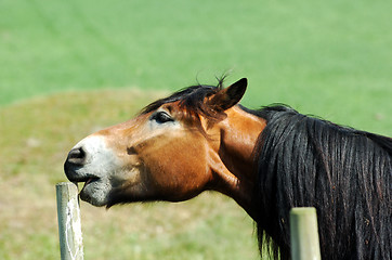 Image showing horse head