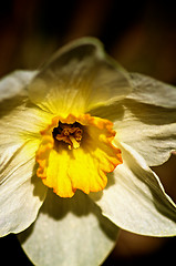 Image showing Yellow Daffodil