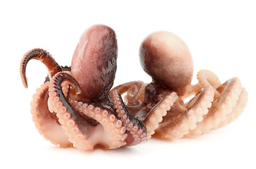 Image showing Octopuses