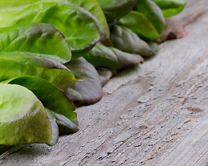 Image showing Butterhead Lettuce