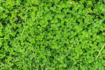 Image showing close up of clover plants 