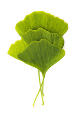 Image showing Ginkgo biloba leaf isolated on white