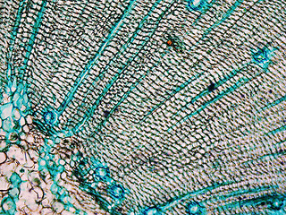 Image showing Pine Wood micrograph