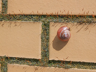 Image showing Slug snail