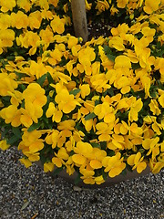 Image showing Tangerine Gem flower