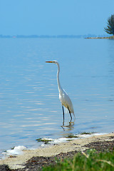 Image showing White heron at water