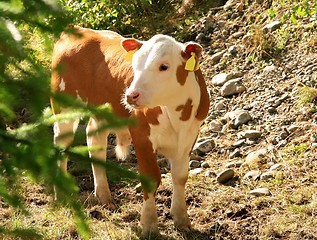 Image showing Cute calf