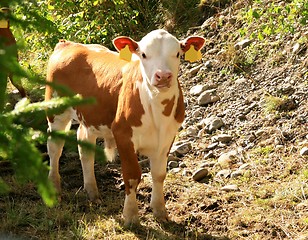 Image showing Cute calf