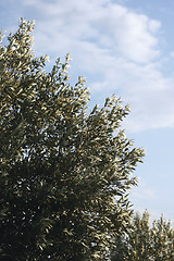 Image showing olive tree and sky