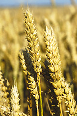 Image showing wheat ripe