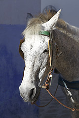 Image showing Close-up of a white horse with cart