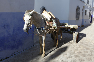 Image showing Horse carts in Morocco