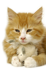 Image showing Kitten with mouse