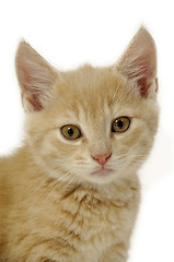 Image showing Kitten is looking