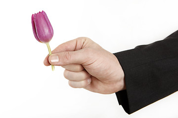 Image showing Man offering little tulip