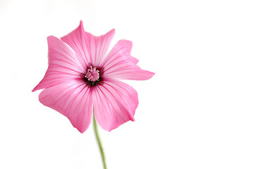 Image showing Pink mallow