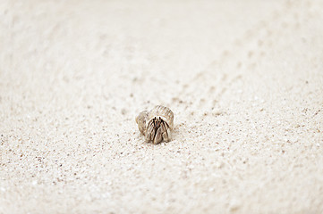 Image showing hermit crab