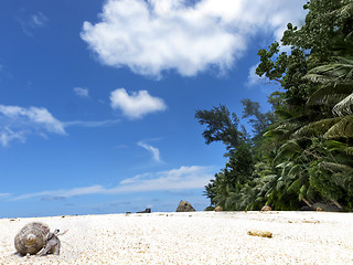 Image showing Tropical beach