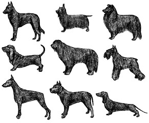 Image showing Dogs