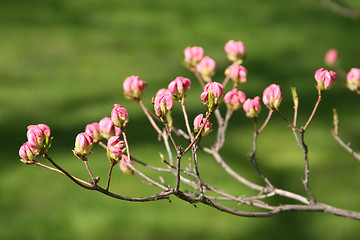Image showing blooming branch