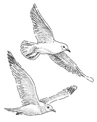 Image showing sea gulls
