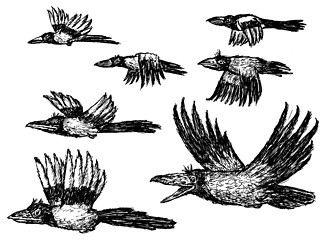 Image showing flying crows