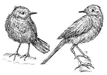 Image showing wild birds