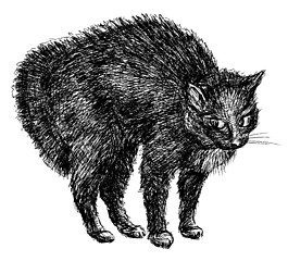 Image showing black cat