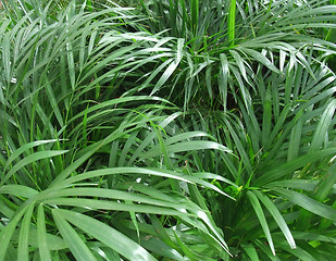 Image showing foliage plants