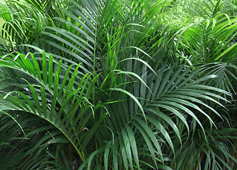 Image showing foliage plants