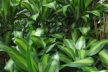 Image showing foliage plants